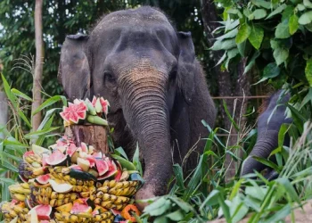Pentingnya Perlindungan Gajah Diperingati Setiap 12 Agustus sebagai Hari Gajah Sedunia
