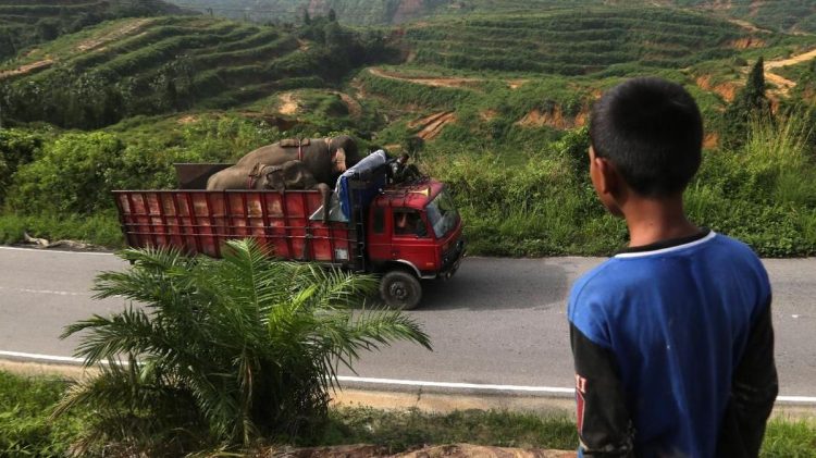Razia Truk Pelat Aceh di Sumut Perlu Ditinjau Kembali untuk Menghindari Konflik