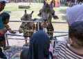 Libur Nataru, Kebun Binatang Surabaya Jadi Tujuan Utama Wisata Keluarga