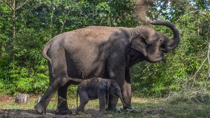 Sawit Luas Mengancam Taman Nasional Tesso Nilo dan Habitat Gajah serta Satwa Langka