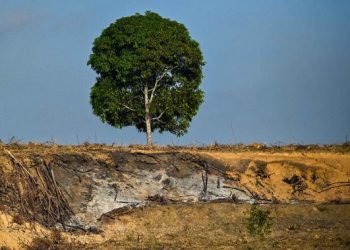 Dampak Deforestasi dan Krisis Tutupan Hutan Aceh Sejak 2007