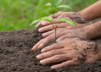 Penguatan Penghijauan Kota Jakarta Barat untuk Keberlanjutan